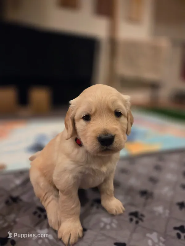 Ms. Red – Golden Retriever puppy for sale in Woodbridge, VA