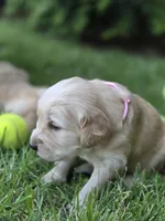Ms. Pink, a female Golden Retriever for sale in Woodbridge, VA – 2 of 2