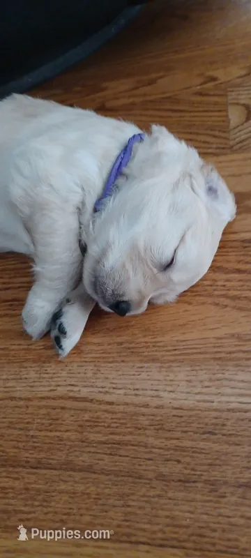 Ms. Purple – Golden Retriever puppy for sale in Woodbridge, VA
