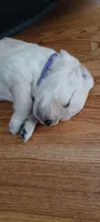 Ms. Purple, a female Golden Retriever for sale in Woodbridge, VA – 1 of 3