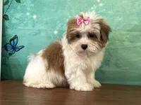 Nellie, a male Shichon for sale in Cincinnati, OH – 3 of 3