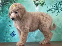 Queenie, a female Goldendoodle for sale in Lexington, KY – 2 of 3