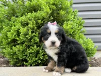Storm , a female Bernese Mountain Dog for sale in Cincinnati, OH – Photo 1 of 3