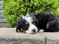 Storm , a female Bernese Mountain Dog for sale in Cincinnati, OH – Photo 3 of 3