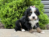 Storm , a female Bernese Mountain Dog for sale in Cincinnati, OH – Photo 2 of 3