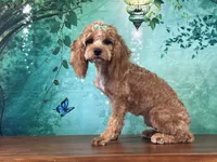 Cassie, a female Cockapoo for sale in Lexington, KY – 1 of 4