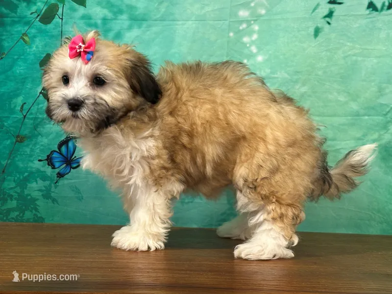 Rosie – Shichon puppy for sale in Lexington, KY