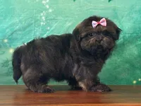 Daisy, a female Shih Tzu for sale in Cincinnati, OH – Photo 3 of 3