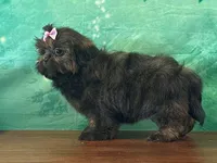 Daisy, a female Shih Tzu for sale in Cincinnati, OH – Photo 2 of 3