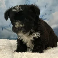 Yogi, a male Bichon Frise and Yorkshire Terrier for sale in Cincinnati, OH – Photo 1 of 2