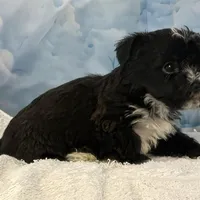 Yogi, a male Bichon Frise and Yorkshire Terrier for sale in Cincinnati, OH – Photo 2 of 2