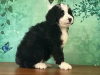 Jessie, a female Bernedoodle for sale in Lexington, KY – 1 of 3