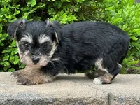 Vader, a male Bichon Frise and Yorkshire Terrier for sale in Lexington, KY – 3 of 3