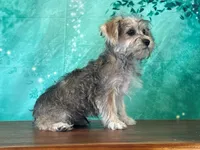 Java, a female Bichon Frise and Yorkshire Terrier for sale in Lexington, KY – 3 of 3