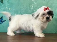 Misty, a female Shichon for sale in Cincinnati, OH – 2 of 3