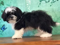 Spanky, a male Shichon for sale in Lexington, KY – 2 of 3