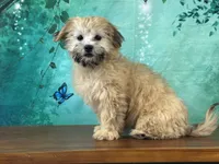 Dolly, a female Shichon for sale in Cincinnati, OH – 2 of 3