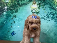Cupcake, a female Cockapoo for sale in Lexington, KY – 2 of 4