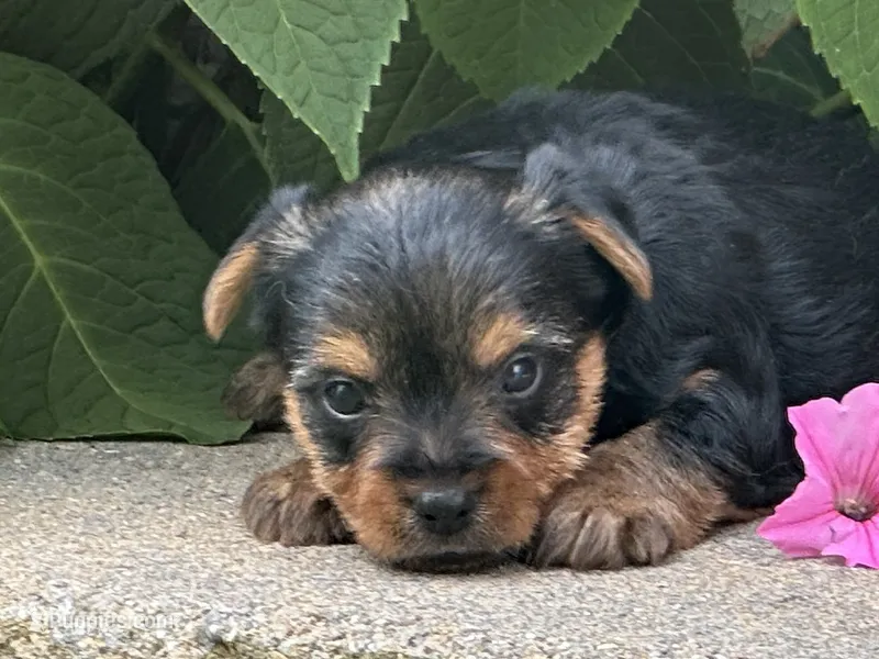 Ellie – Yorkshire Terrier puppy for sale in Lexington, KY