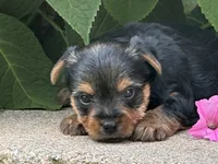 Ellie, a female Yorkshire Terrier for sale in Lexington, KY – 1 of 2