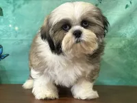 Garth, a male Shih Tzu for sale in Cincinnati, OH – 3 of 3