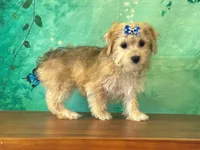 Mocha, a female Bichon Frise and Yorkshire Terrier for sale in Lexington, KY – 3 of 3
