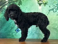 Cowboy, a male Cockapoo for sale in Cincinnati, OH – 2 of 6