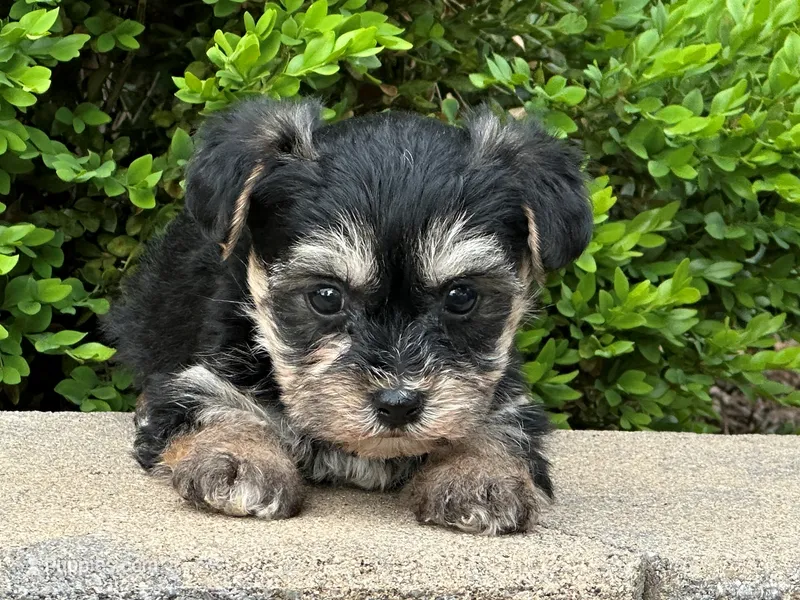 Vader – Bichon Frise, Yorkshire Terrier puppy for sale in Lexington, KY