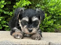 Vader, a male Bichon Frise and Yorkshire Terrier for sale in Lexington, KY – 1 of 3