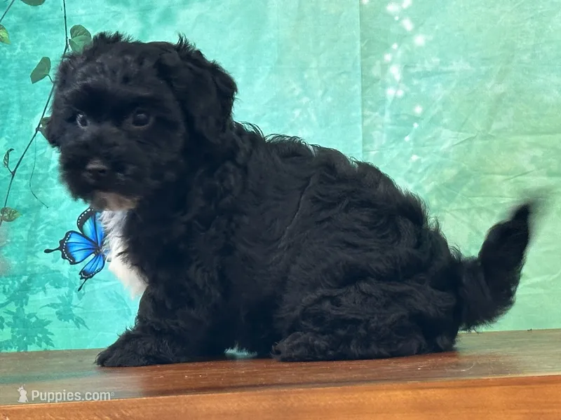 Archie – Bichon Frise, Yorkshire Terrier puppy for sale in Lexington, KY