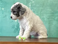 Daisy, a female Poodle - Miniature  for sale in Lexington, KY – 2 of 3