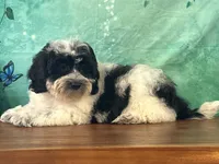 Willie, a male Shichon for sale in Cincinnati, OH – 3 of 3