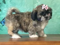 Aspen, a female Shichon for sale in Cincinnati, OH – 2 of 3