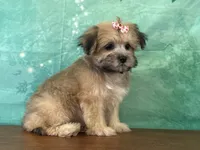 Derby, a male Shichon for sale in Cincinnati, OH – 3 of 3