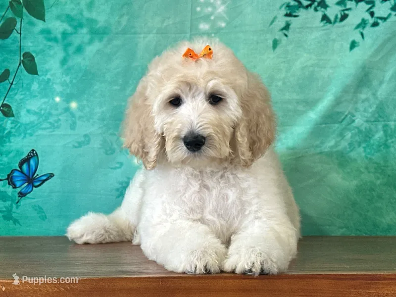 Tiara – Goldendoodle puppy for sale in Lexington, KY