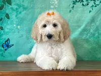 Tiara, a female Goldendoodle for sale in Lexington, KY – 1 of 3