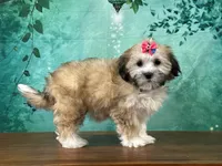 Rosie, a female Shichon for sale in Lexington, KY – 3 of 3