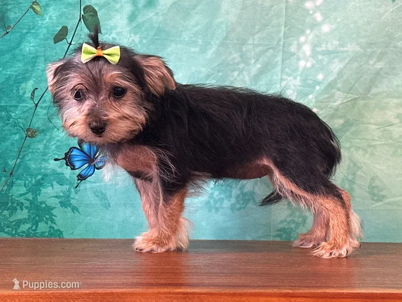 Mandie – Morkie puppy for sale in Lexington, KY