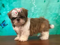 Daisy, a female Shih Tzu for sale in Lexington, KY – 2 of 3