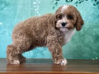 Cagney, a male Cockapoo for sale in Lexington, KY – 2 of 3