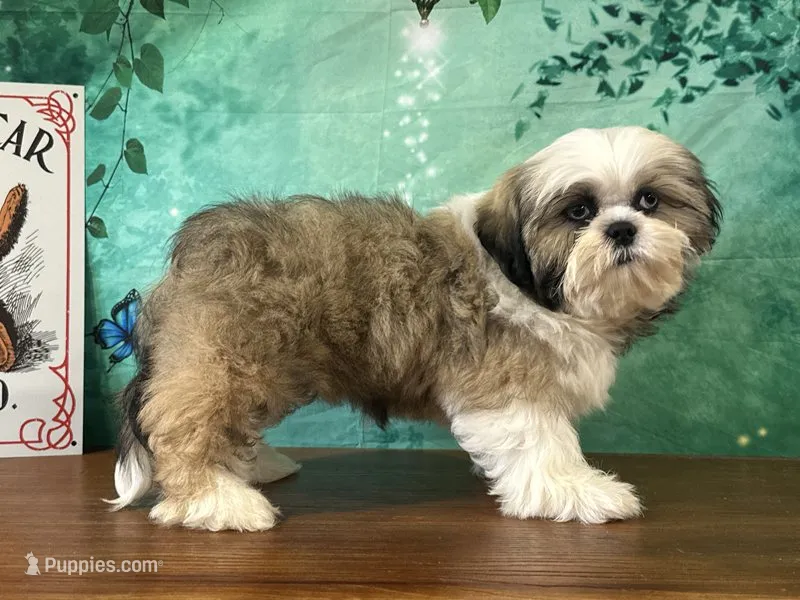 Garth – Shih Tzu puppy for sale in Cincinnati, OH