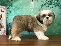 Garth, a male Shih Tzu for sale in Cincinnati, OH – 1 of 3