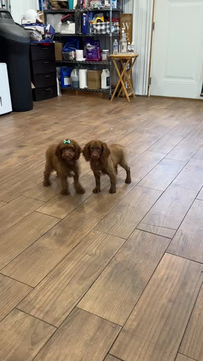 Hershey , a male Cockapoo for sale in Lexington, KY – 5 of 5