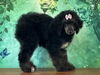 Minnie, a female Poodle - Miniature  for sale in Cincinnati, OH – 3 of 9
