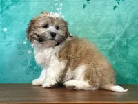 Rocky, a male Shichon for sale in Lexington, KY – 3 of 3