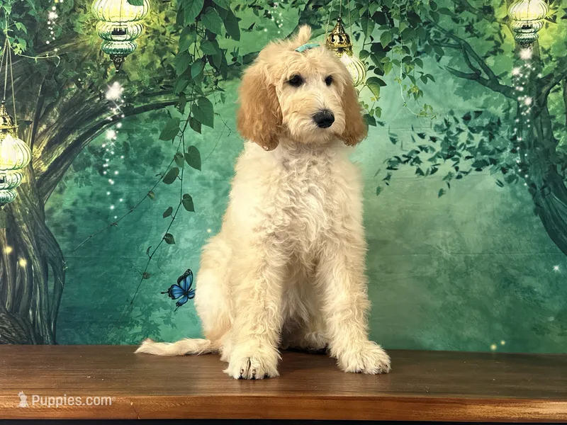 Duchess – Goldendoodle puppy for sale in Lexington, KY