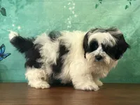 Cash, a male Shichon for sale in Cincinnati, OH – 3 of 3