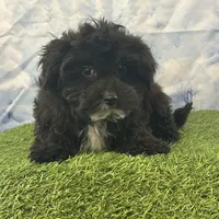 Yorke , a male Bichon Frise and Yorkshire Terrier for sale in Louisville, KY – Photo 1 of 3