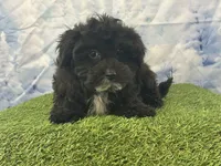 Yorke , a male Bichon Frise and Yorkshire Terrier for sale in Cincinnati, OH – Photo 1 of 3