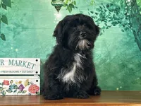 Yorke , a male Bichon Frise and Yorkshire Terrier for sale in Florence, KY – Photo 2 of 8